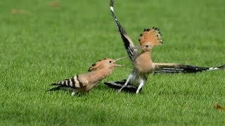 Mature Hoopoe Bird Feeding Their Young [upl. by Enatan886]