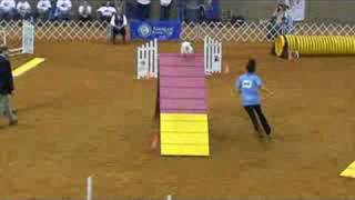 AKC National Agility Championship Finals Papillon [upl. by Hilten]