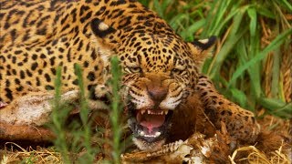 Jaguar Cubs Fight for Food  Jaguars Born Free  BBC Earth [upl. by Nirb669]