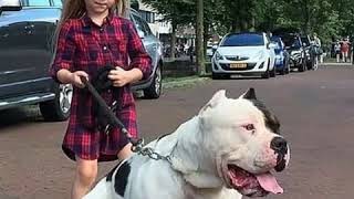 American Bully xl [upl. by Emilie670]