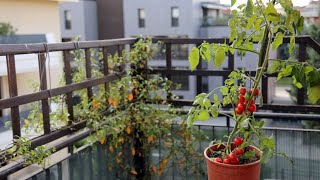 Tomateras para jardineras en balcones  Bricomanía  Jardinatis [upl. by Weissberg]