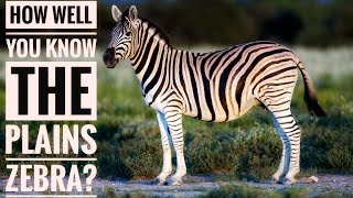 Plains Zebra  Description Characteristics and Facts [upl. by Yralam]