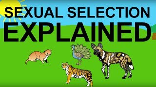 Sexual Selection Explained Evolution 101 [upl. by Bigler]