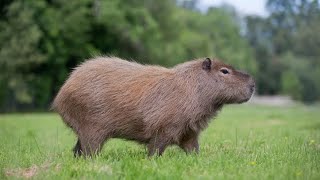 Ok i pull up capybara [upl. by Henri]