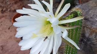 Cactus Classics Mystery Trichocereus [upl. by Ahsaetal837]