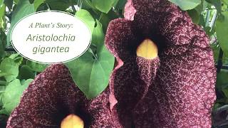 A Plants Story Aristolochia gigantea [upl. by Buchbinder478]