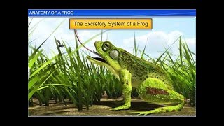 CBSE Class 11 Biology  Anatomy of Frog  By Shiksha House [upl. by Essiralc]