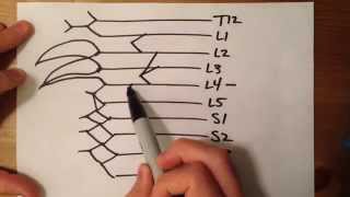 How to Draw the Lumbosacral Plexus [upl. by Gylys]