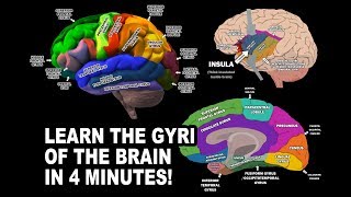 GYRI OF THE BRAIN  LEARN IN 4 MINUTES [upl. by Arjun774]