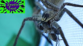 Huntsman spider moulting and feeding [upl. by Alba]