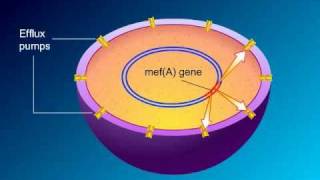 Macrolides Mechanisms of Action and Resistance [upl. by Aynad]