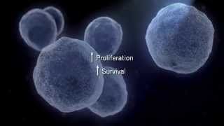 The MAPK Signaling Pathway [upl. by Renita]