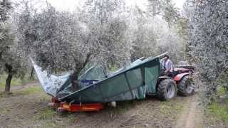 raccolta olive con scuotitore berardinucci [upl. by Ries311]