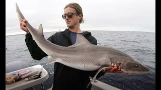 15KG BASS STRAIT GUMMY SHARK [upl. by Sac]