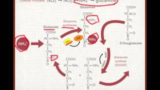 Plant Nitrogen Uptake and Assimilation [upl. by Eenrahc]