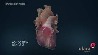 Heart in 3D Animation How the Heart Works [upl. by Erodaeht]