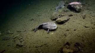 Blob Sculpin Sightings  Nautilus Live [upl. by Artinek]