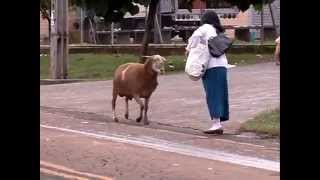 Cabra aterroriza personas por la calle [upl. by Adelaida369]