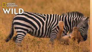 Lion Pride Catches Zebra  Africas Big Five [upl. by Hermy]