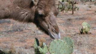 Camels eating cactus [upl. by Ali]