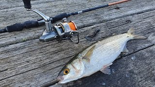 How to Catch MULLET with Soft Plastics [upl. by Novla235]