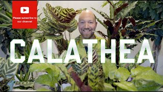 All you need to know about Calathea [upl. by Kincaid]