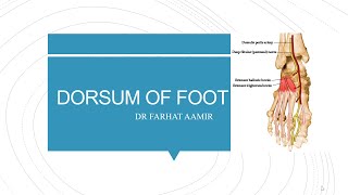 Dorsum of Foot Anatomy [upl. by Dixon]