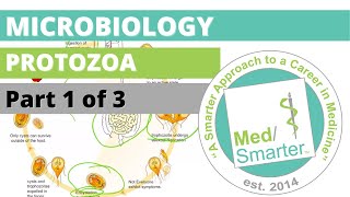 Protozoa  Microbiology  USMLE STEP 1  Part 1 of 3 [upl. by Ahsitel]