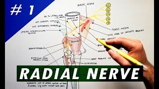 NERVE INJURY The Medial Antebrachial Cutaneous Everything You Need To Know  Dr Nabil Ebraheim [upl. by Madanhoj366]