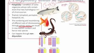 Polyploidy leads to speciation IB Biology [upl. by Ahsienroc]