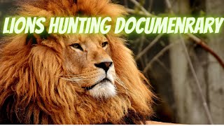 Lions Hunting Documentary Lions attacking prey Wild life Animals National Geographic [upl. by Chemush]