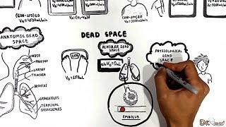 Dead Spaces Anatomic Physiologic alveolar [upl. by Eimmij]