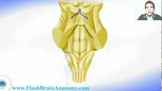 Medulla Oblongata And 4th Ventricle Anatomy [upl. by Kinimod912]