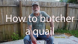 How to butcher a quail [upl. by Ajit]