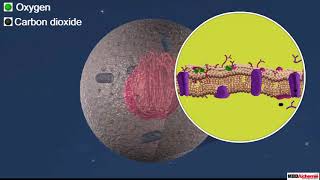 Cell Membrane and Cell Wall [upl. by Eenad]