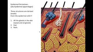 integumentary system part 2 [upl. by Caras]