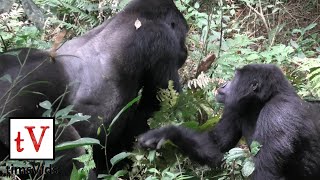 Silverback Mountain Gorilla Mating with Female  Bwindi Impenetrable Forest Uganda Nkuringo [upl. by Ainigriv]