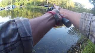 Morning Top Water Fishing at Prince Gallitzin State Park Glendale Dam with a Super Spook Jr [upl. by Merri100]