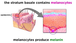 The Integumentary System [upl. by Aidnyl]