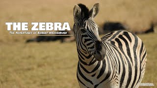 The Zebra  Everything you need to know about Zebras [upl. by Nylla]