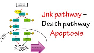 Jnk Pathway [upl. by Amund]