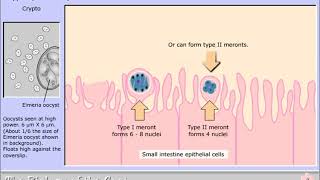 Life cycle of Cryptosporidium parvum [upl. by Hazel]