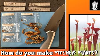 How to Grow Carnivorous Plants From Seed  Sarracenia [upl. by Talich887]