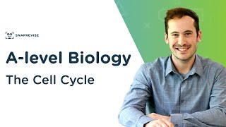 The Cell Cycle  Alevel Biology  OCR AQA Edexcel [upl. by Haseena775]