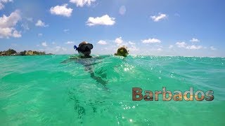 Paradise Found 7 Days of Tropical Delights in Barbados [upl. by Oivaf]