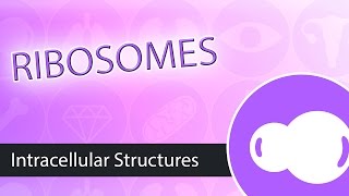 Intracellular Structures Ribosomes [upl. by Ogilvy9]