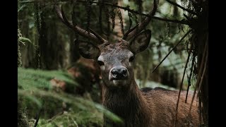 Fiordland Wapiti Hunting Adventure 2021 [upl. by Adriana]