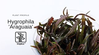 Hygrophila Araguaia [upl. by Schumer982]