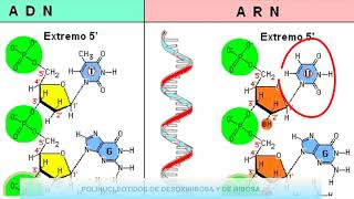 Nucleótidos ADN y ARN  4eso [upl. by Arammat435]