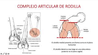 Biomecánica y Función del complejo articular de la Rodilla I [upl. by Brook]